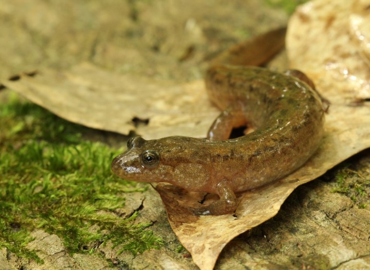 Dusky Salamander